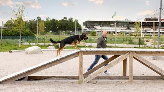 Hund och husse i Täby Parks hundlekpark
