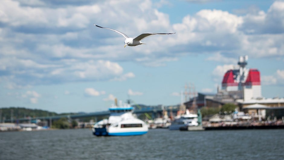 En fiskmås flyger över Göta älv.